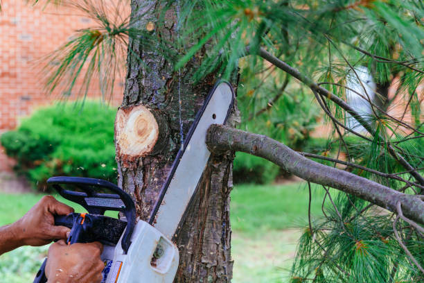 Trusted Brookside, AL Tree Removal and Landscaping Services Experts